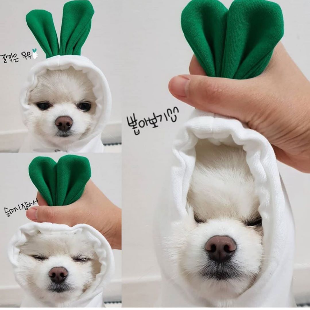 Cute Fruit Dog Clothes For Small Dogs Hoodies Winter Warm Fleece Pet Clothing Puppy Cat Costume Coat For French Chihuahua Outfit Legendary Animal Supply