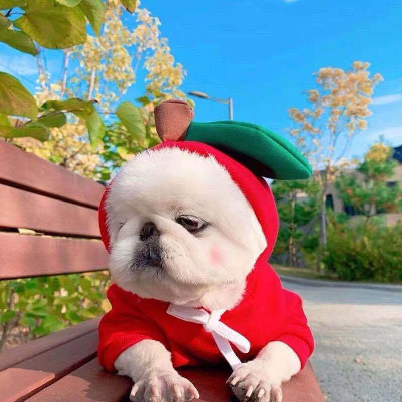 Cute Fruit Dog Clothes For Small Dogs Hoodies Winter Warm Fleece Pet Clothing Puppy Cat Costume Coat For French Chihuahua Outfit Legendary Animal Supply