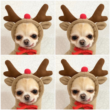 Cute Fruit Dog Clothes For Small Dogs Hoodies Winter Warm Fleece Pet Clothing Puppy Cat Costume Coat For French Chihuahua Outfit Legendary Animal Supply