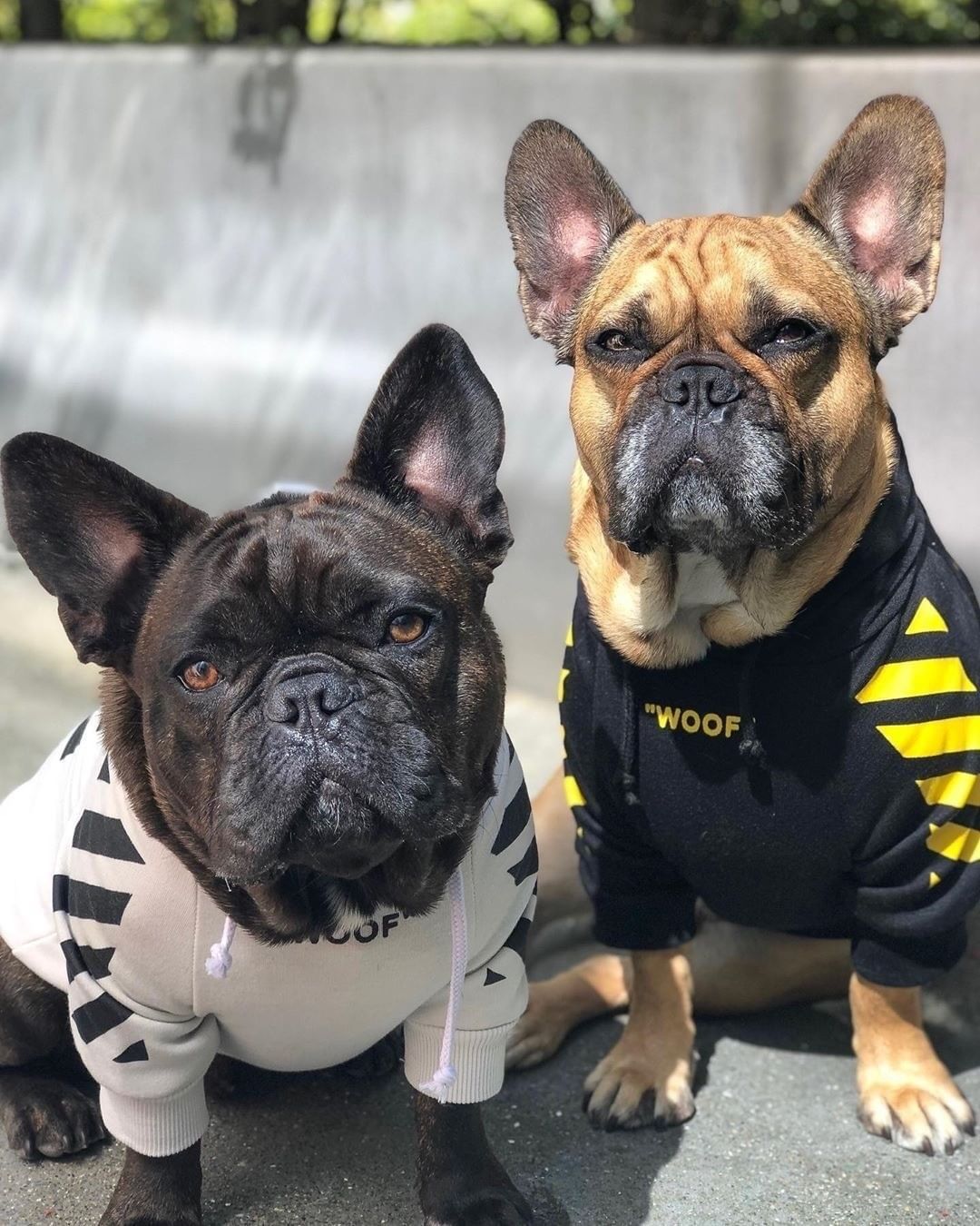 Pet tide brand dog plus velvet thick sweater Legendary Animal Supply
